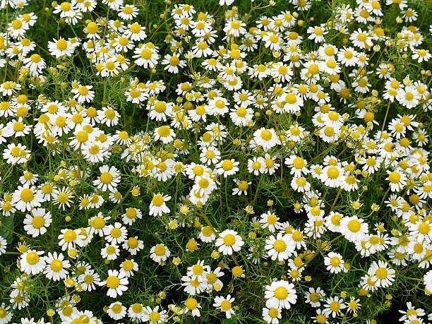500 ROMAN CHAMOMILE SEEDS | SALE FREE SHIPPING NON GMO