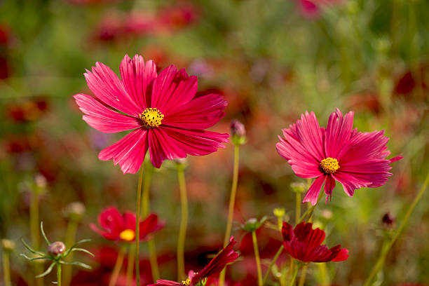 200 RADIANCE COSMOS SEEDS | SALE FREE SHIPPING NON GMO HEIRLOOM