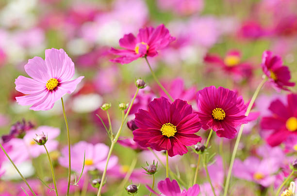 200 RADIANCE COSMOS SEEDS | SALE FREE SHIPPING NON GMO HEIRLOOM