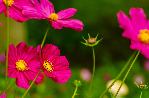 200 RADIANCE COSMOS SEEDS | SALE FREE SHIPPING NON GMO HEIRLOOM