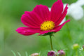 200 RADIANCE COSMOS SEEDS | SALE FREE SHIPPING NON GMO HEIRLOOM