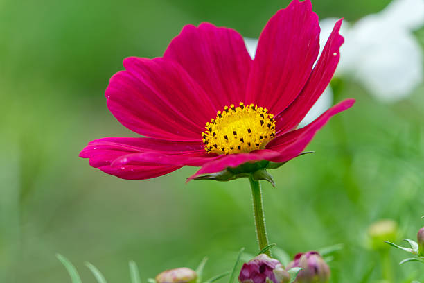 200 RADIANCE COSMOS SEEDS | SALE FREE SHIPPING NON GMO HEIRLOOM