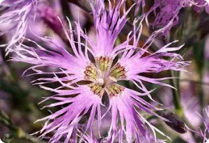 400 RAINBOW LOVLINESS DIANTHUS SEEDS | 2026 FREE SHIPPING NON GMO NEW ITEM