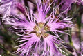 400 RAINBOW LOVLINESS DIANTHUS SEEDS | 2026 FREE SHIPPING NON GMO NEW ITEM