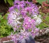 400 RAINBOW LOVLINESS DIANTHUS SEEDS | 2026 FREE SHIPPING NON GMO NEW ITEM
