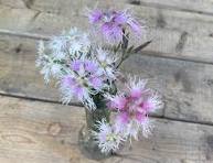 400 RAINBOW LOVLINESS DIANTHUS SEEDS | 2026 FREE SHIPPING NON GMO NEW ITEM