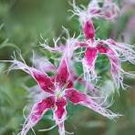 400 RAINBOW LOVLINESS DIANTHUS SEEDS | 2026 FREE SHIPPING NON GMO NEW ITEM
