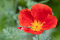 100 RED CHIEF CALIFORNIA POPPY SEEDS | 2026 SALE FREE SHIPPING NON GMO HEIRLOOM