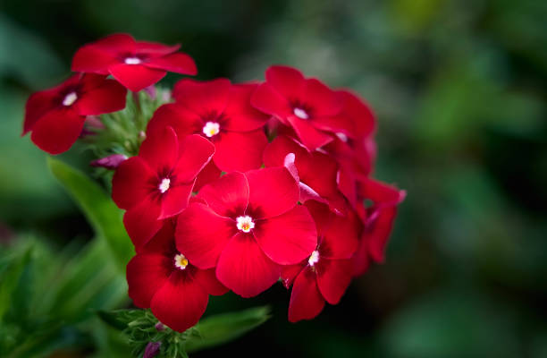 200 RED DRUMMOND PHLOX SEEDS | 2026 SALE FREE SHIPPING NON GMO