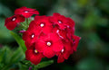200 RED DRUMMOND PHLOX SEEDS | 2026 SALE FREE SHIPPING NON GMO