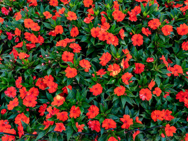 25 RED FOUR O'CLOCK SEEDS | SALE FREE SHIPPING NON GMO