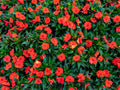 25 RED FOUR O'CLOCK SEEDS | SALE FREE SHIPPING NON GMO