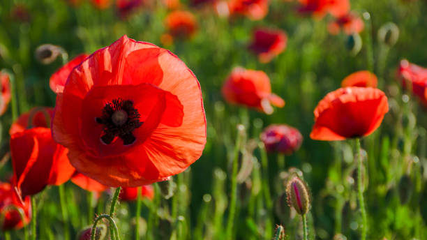 100 RED POPPY SEEDS | 2026 SALE FREE SHIPPING NON GMO