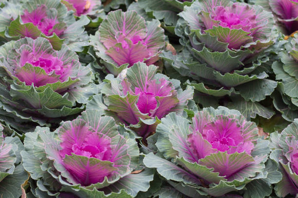 500 RED RUSSIAN KALE SEEDS | 2026 SALE FREE SHIPPING NON GMO HEIRLOOM
