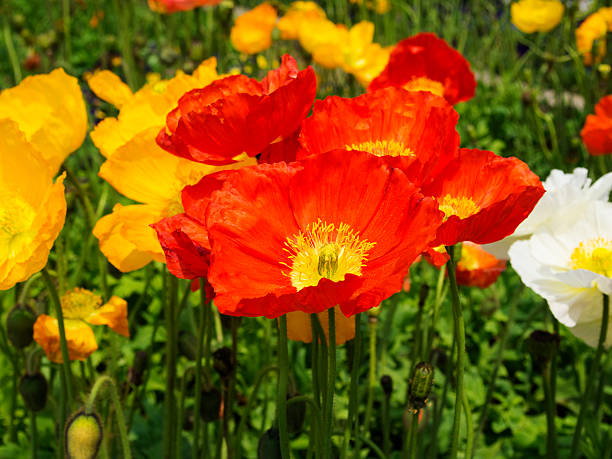 100 RED CHIEF CALIFORNIA POPPY SEEDS | 2026 SALE FREE SHIPPING NON GMO HEIRLOOM