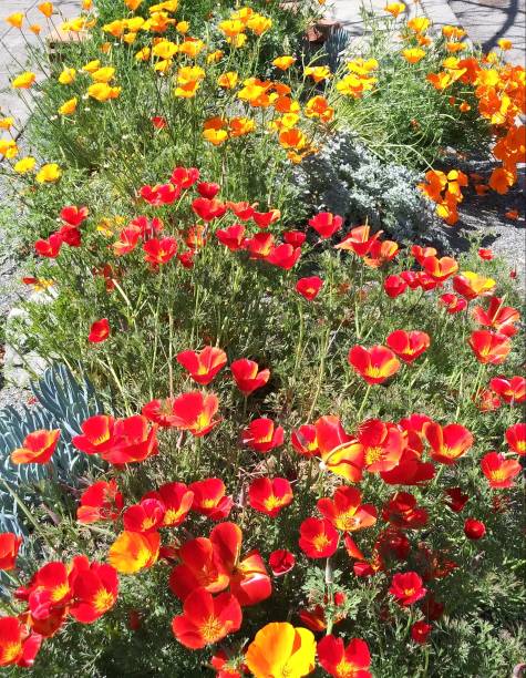 100 RED CHIEF CALIFORNIA POPPY SEEDS | 2026 SALE FREE SHIPPING NON GMO HEIRLOOM