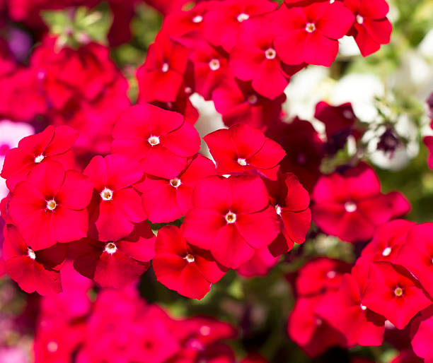 200 RED DRUMMOND PHLOX SEEDS | 2026 SALE FREE SHIPPING NON GMO