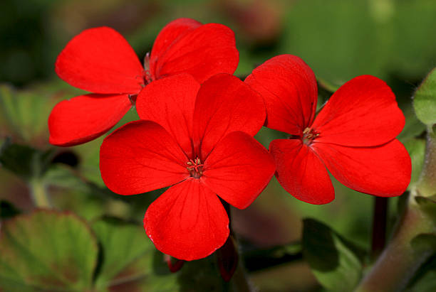200 RED DRUMMOND PHLOX SEEDS | 2026 SALE FREE SHIPPING NON GMO