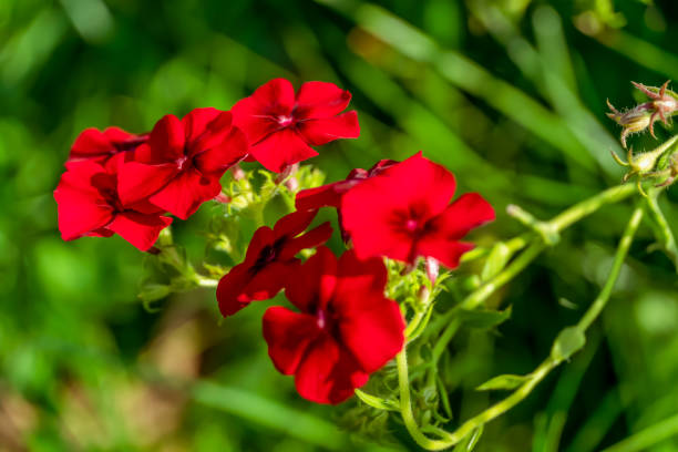 200 RED DRUMMOND PHLOX SEEDS | 2026 SALE FREE SHIPPING NON GMO