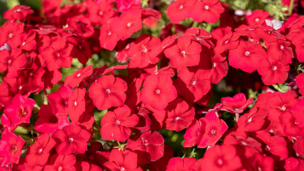 200 RED DRUMMOND PHLOX SEEDS | 2026 SALE FREE SHIPPING NON GMO