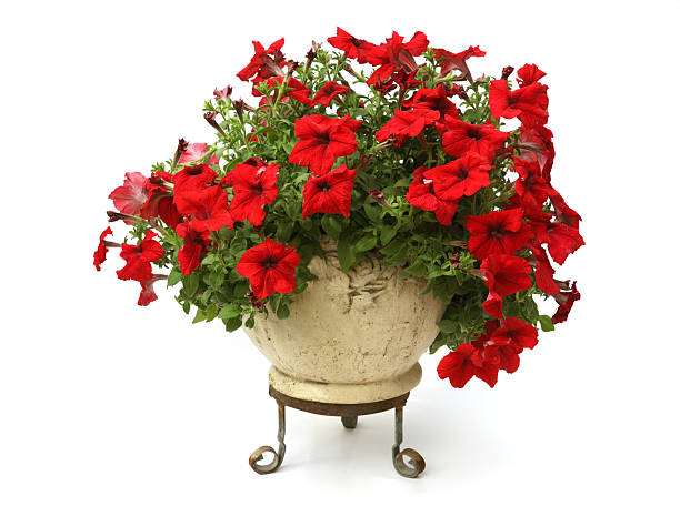 25 RED FOUR O'CLOCK SEEDS | SALE FREE SHIPPING NON GMO