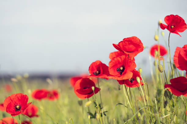 100 RED POPPY SEEDS | 2026 SALE FREE SHIPPING NON GMO