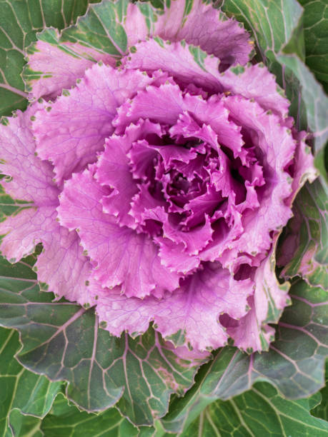 500 RED RUSSIAN KALE SEEDS | 2026 SALE FREE SHIPPING NON GMO HEIRLOOM