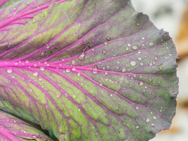 500 RED RUSSIAN KALE SEEDS | 2026 SALE FREE SHIPPING NON GMO HEIRLOOM