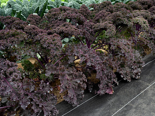 Row of Red Russian Kale plants with dense dark purple curly leaves growing in a garden bed"
