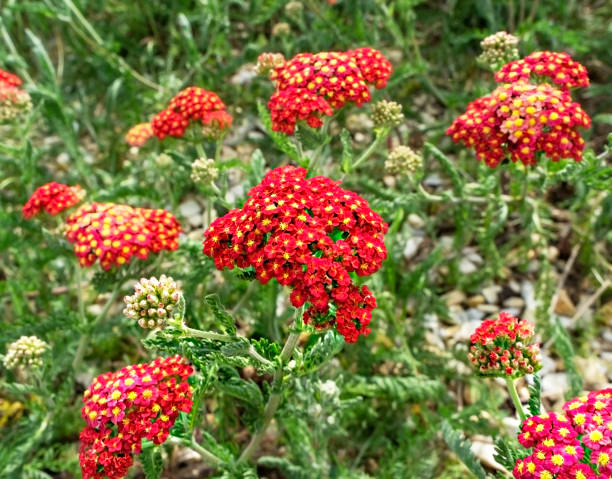 500 RED YARROW SEEDS | SALE FREE SHIPPING NON GMO HEIRLOOM