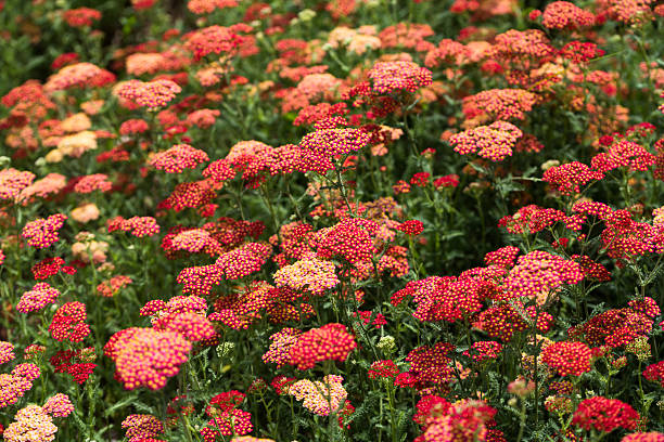 500 RED YARROW SEEDS | SALE FREE SHIPPING NON GMO HEIRLOOM