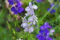 100 ROCKET LARKSPUR SEED MIX | SALE FREE SHIPPING NON GMO HEIRLOOM