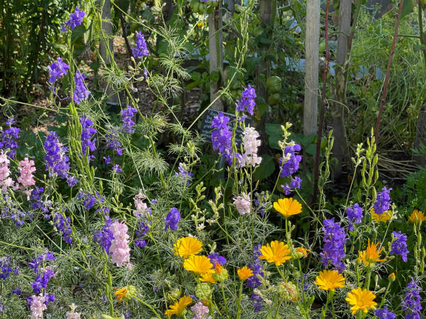 100 ROCKET LARKSPUR SEED MIX | SALE FREE SHIPPING NON GMO HEIRLOOM