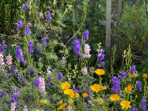 100 ROCKET LARKSPUR SEED MIX | SALE FREE SHIPPING NON GMO HEIRLOOM
