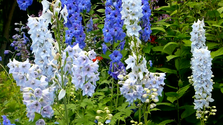 100 ROCKET LARKSPUR SEED MIX | SALE FREE SHIPPING NON GMO HEIRLOOM