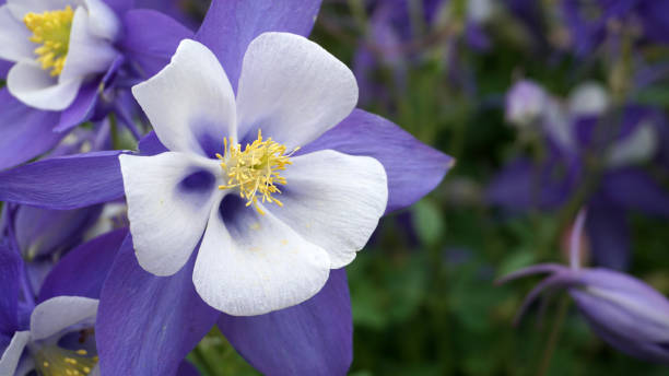30 BLUE ROCKY MOUNTAIN COLUMBINE SEEDS | SALES FREE SHIPPING NON GMO