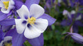 30 BLUE ROCKY MOUNTAIN COLUMBINE SEEDS | SALES FREE SHIPPING NON GMO