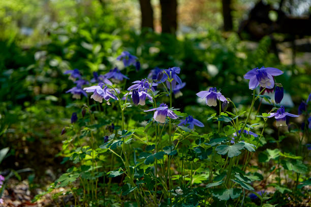 30 BLUE ROCKY MOUNTAIN COLUMBINE SEEDS | SALES FREE SHIPPING NON GMO