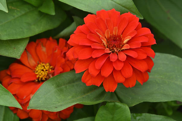 100 SCARLET FLAME ZINNIA SEEDS | 2026 SALE FREE SHIPPING NON GMO HEIRLOOM