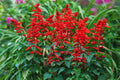 50 SCARLET SAGE SEEDS | 2026 SALE FREE SHIPPING NON GMO HEIRLOOM