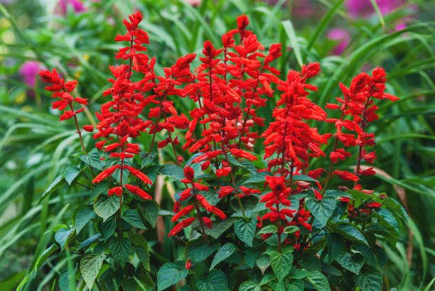 50 SCARLET SAGE SEEDS | 2026 SALE FREE SHIPPING NON GMO HEIRLOOM