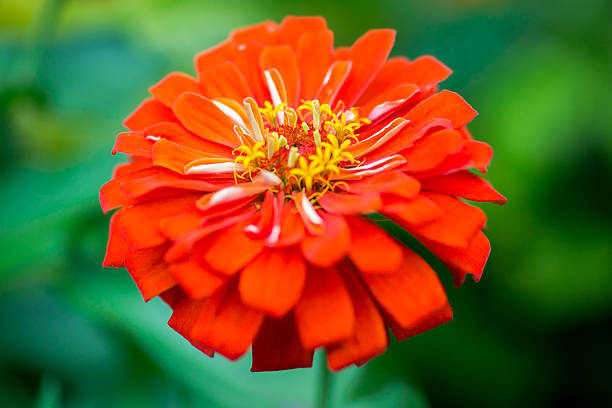 100 SCARLET FLAME ZINNIA SEEDS | 2026 SALE FREE SHIPPING NON GMO HEIRLOOM
