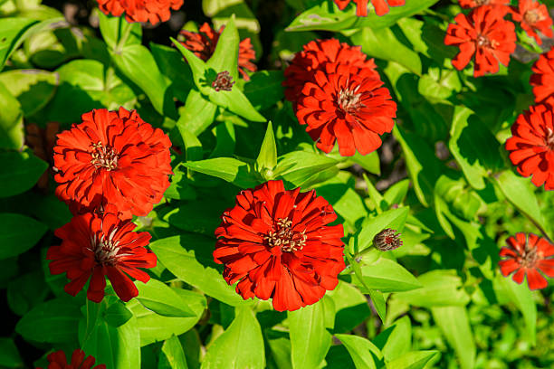 100 SCARLET FLAME ZINNIA SEEDS | 2026 SALE FREE SHIPPING NON GMO HEIRLOOM