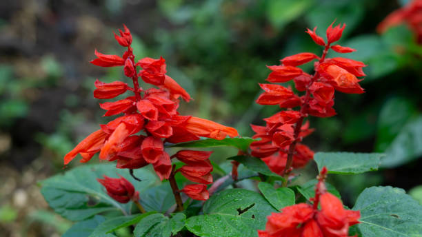 50 SCARLET SAGE SEEDS | 2026 SALE FREE SHIPPING NON GMO HEIRLOOM