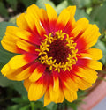 100 SOMBRERO ZINNIA SEEDS | SALE FREE SHIPPING NON GMO HEIRLOOM 2026