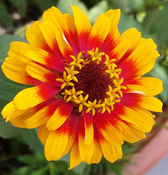 100 SOMBRERO ZINNIA SEEDS | SALE FREE SHIPPING NON GMO HEIRLOOM 2026