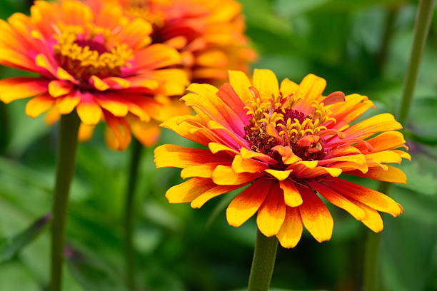 100 SOMBRERO ZINNIA SEEDS | SALE FREE SHIPPING NON GMO HEIRLOOM 2026