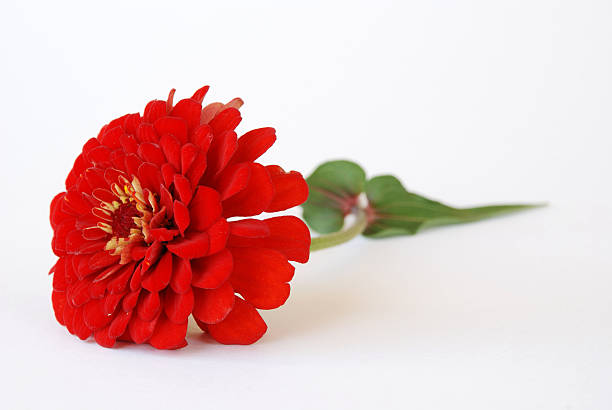 100 SOUTH OF THE BORDER ZINNIA SEED MIX | SALE FREE SHIPPING NON GMO HEIRLOOM