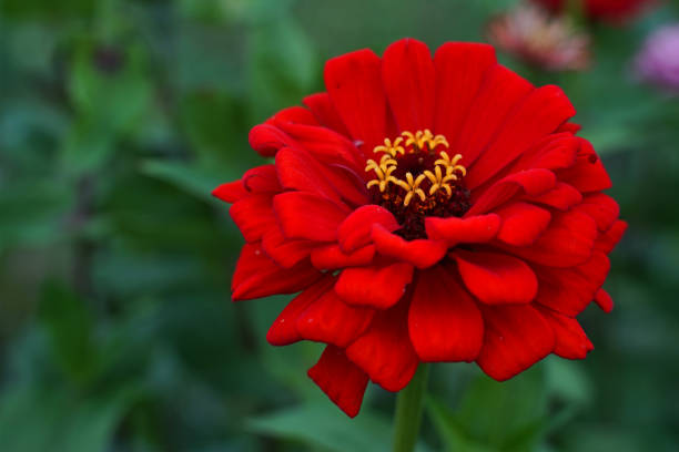 100 SOUTH OF THE BORDER ZINNIA SEED MIX | SALE FREE SHIPPING NON GMO HEIRLOOM
