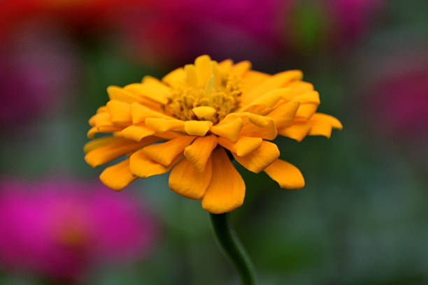 100 SOUTH OF THE BORDER ZINNIA SEED MIX | SALE FREE SHIPPING NON GMO HEIRLOOM